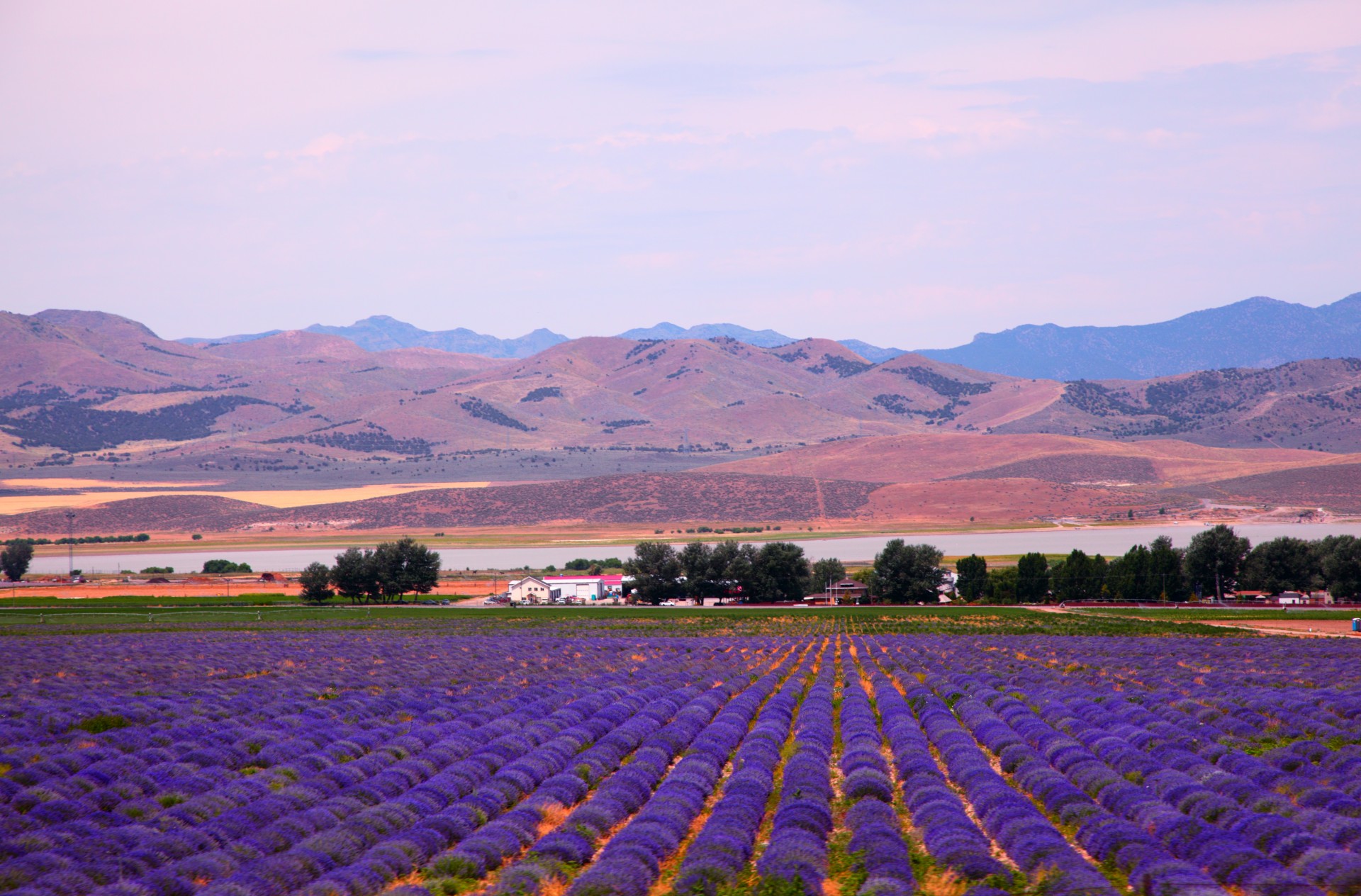 levandula